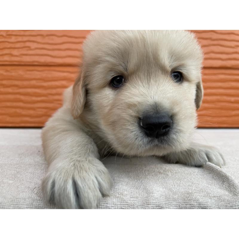 販売中の茨城県のゴールデンレトリーバー-435607の28枚目