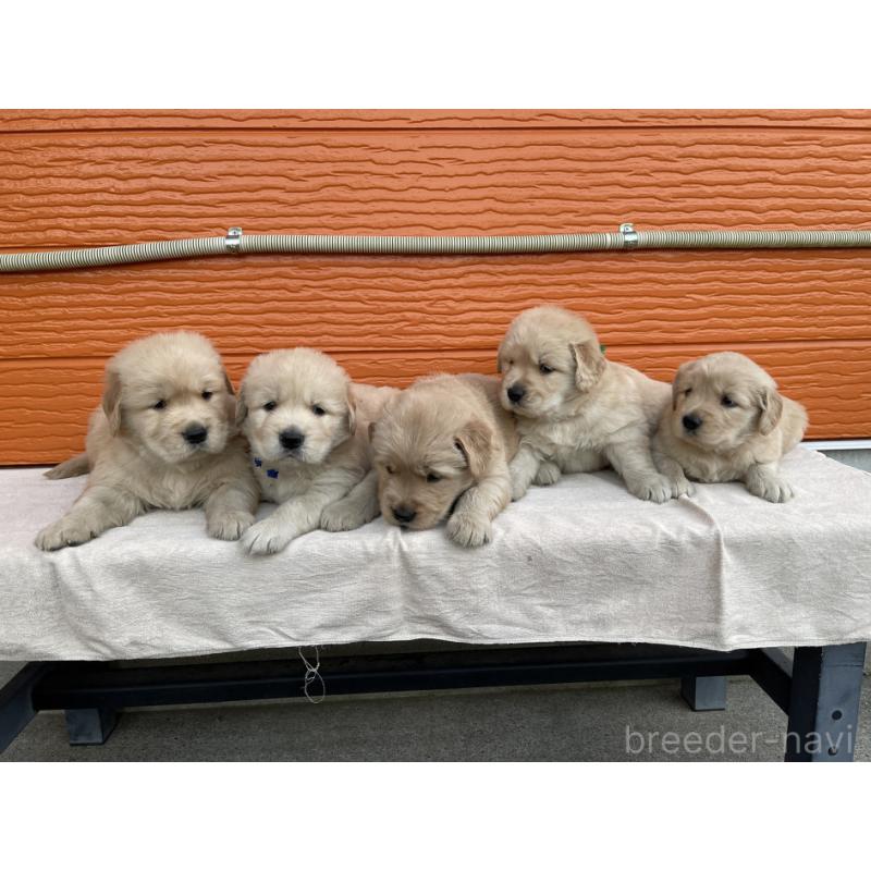 販売中の茨城県のゴールデンレトリーバー-435607の27枚目