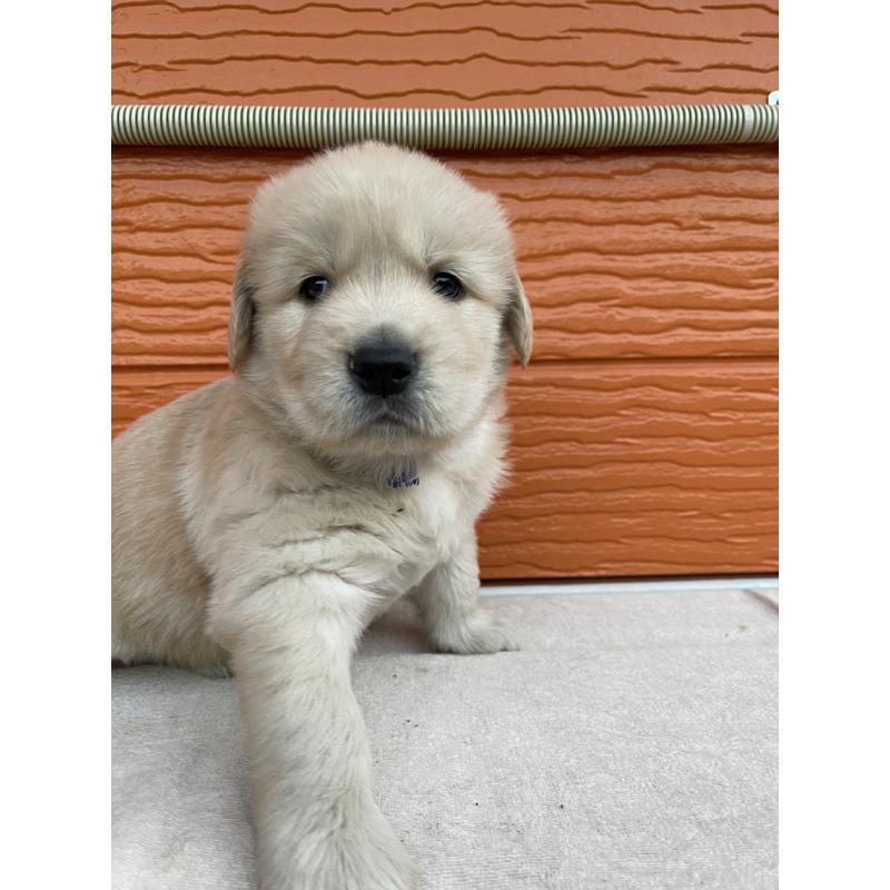 販売中の茨城県のゴールデンレトリーバー-435607の26枚目