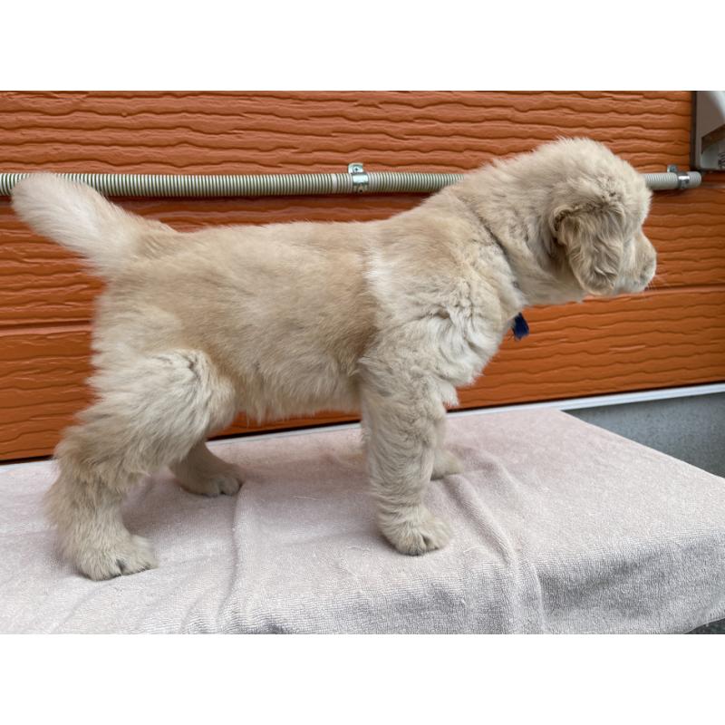 販売中の茨城県のゴールデンレトリーバー-435607の25枚目