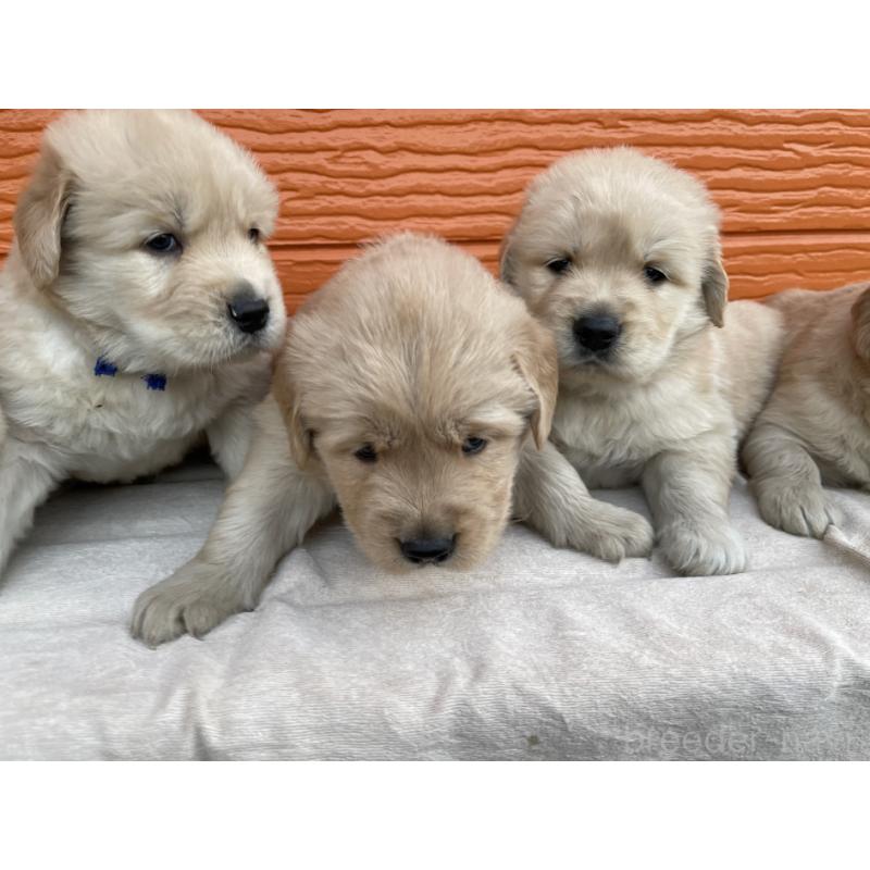 販売中の茨城県のゴールデンレトリーバー-435607の23枚目