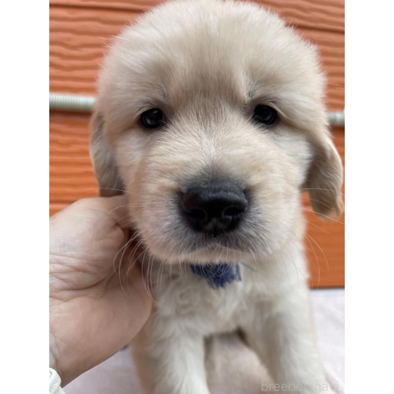 販売中の茨城県のゴールデンレトリーバー-435607の21枚目