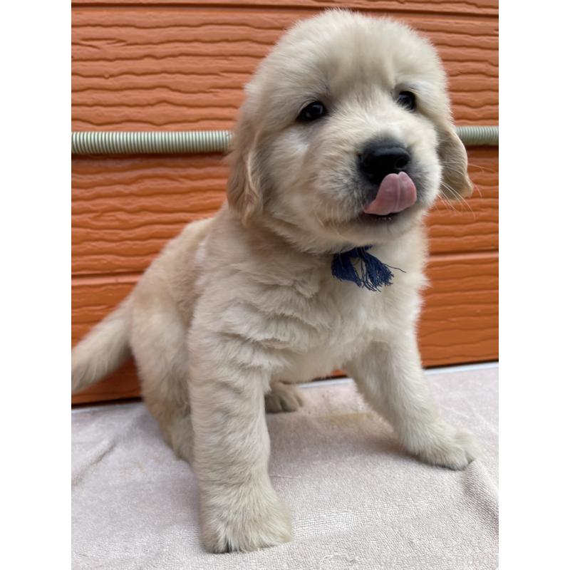 販売中の茨城県のゴールデンレトリーバー-435607の20枚目