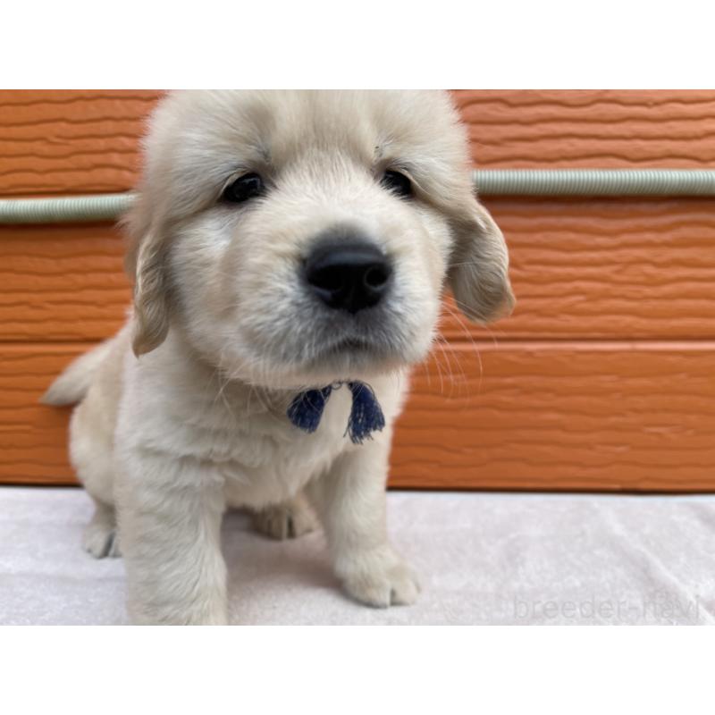 販売中の茨城県のゴールデンレトリーバー-435607の19枚目