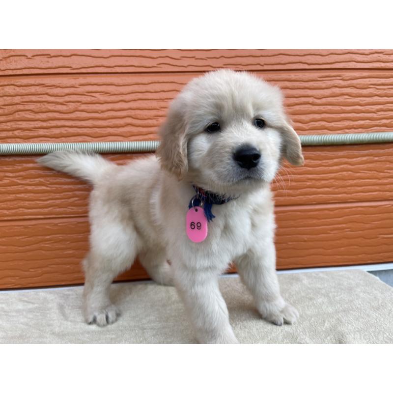 販売中の茨城県のゴールデンレトリーバー-435607の18枚目