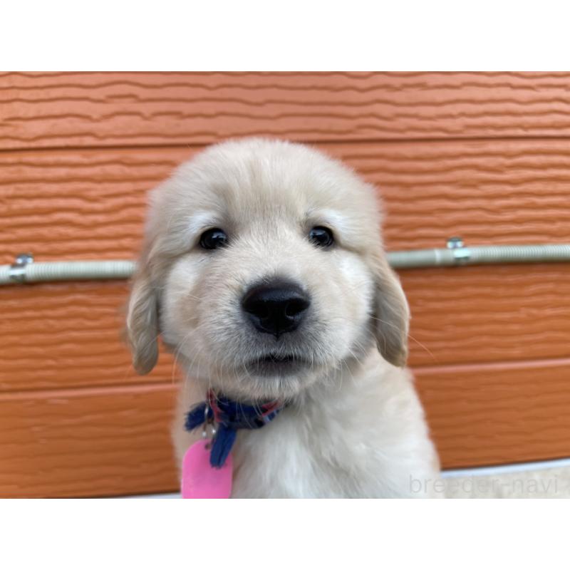 販売中の茨城県のゴールデンレトリーバー-435607の15枚目