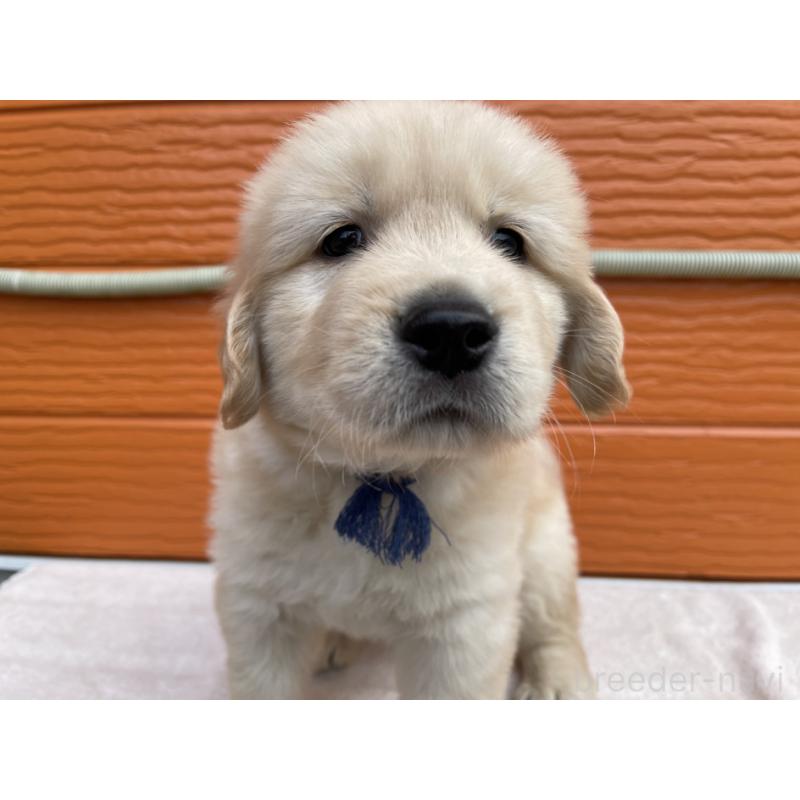 販売中の茨城県のゴールデンレトリーバー-435607の14枚目