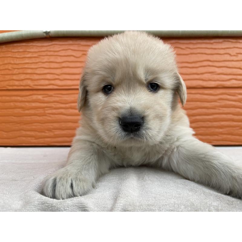 販売中の茨城県のゴールデンレトリーバー-435607の13枚目