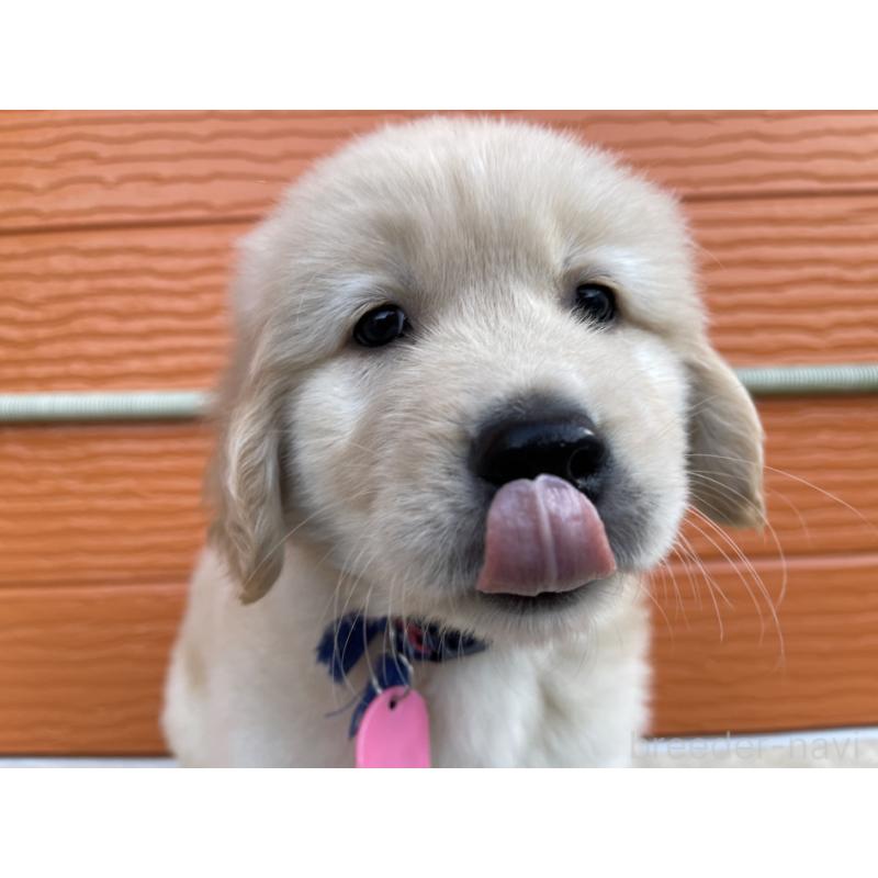 販売中の茨城県のゴールデンレトリーバー-435607の12枚目