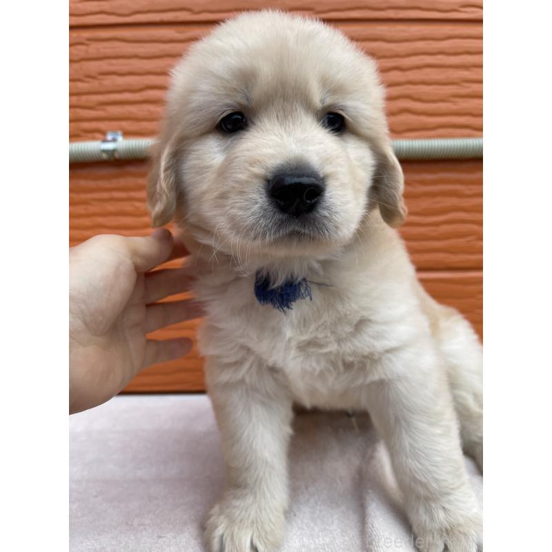 販売中の茨城県のゴールデンレトリーバー-435607の11枚目