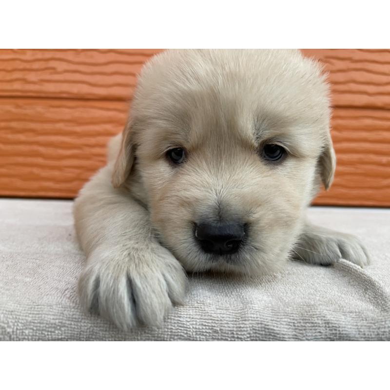 販売中の茨城県のゴールデンレトリーバー-435607の10枚目