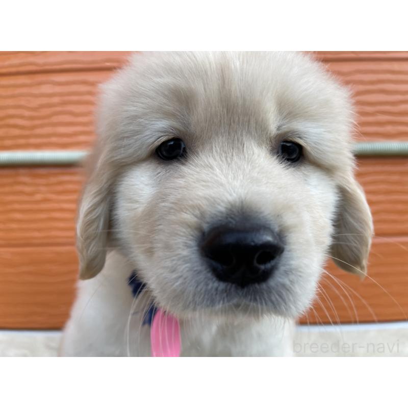 販売中の茨城県のゴールデンレトリーバー-435607の9枚目