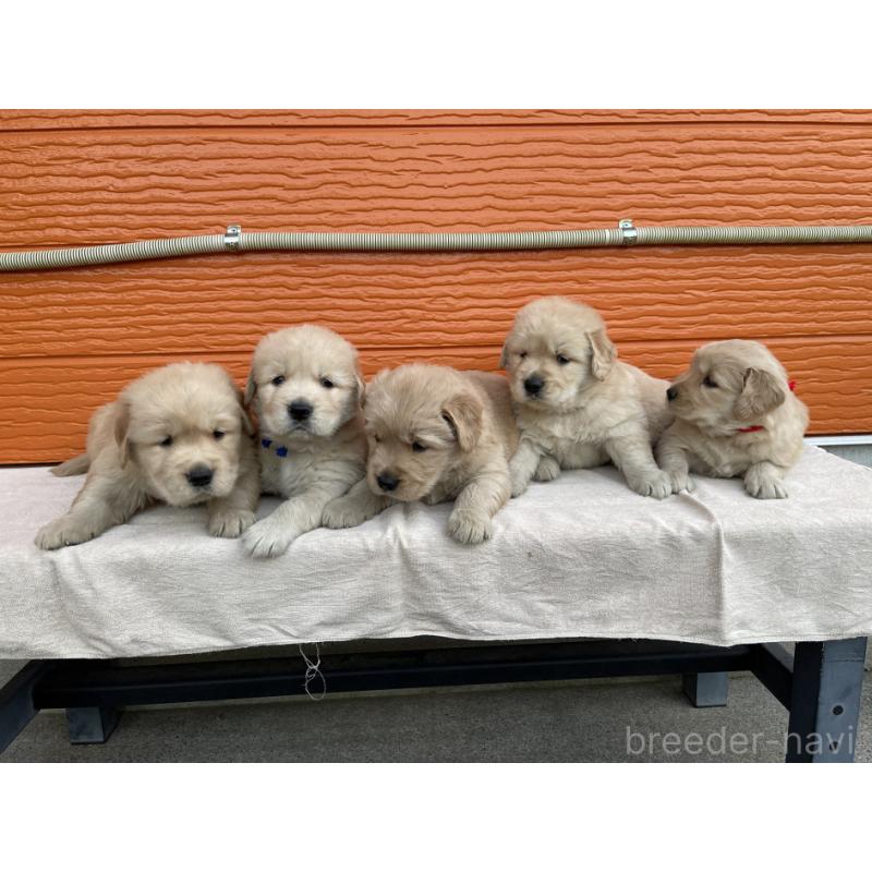 販売中の茨城県のゴールデンレトリーバー-435607の8枚目