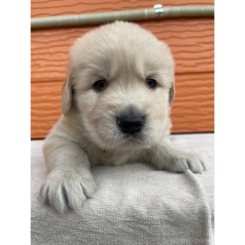 販売中の茨城県のゴールデンレトリーバー-435607の6枚目