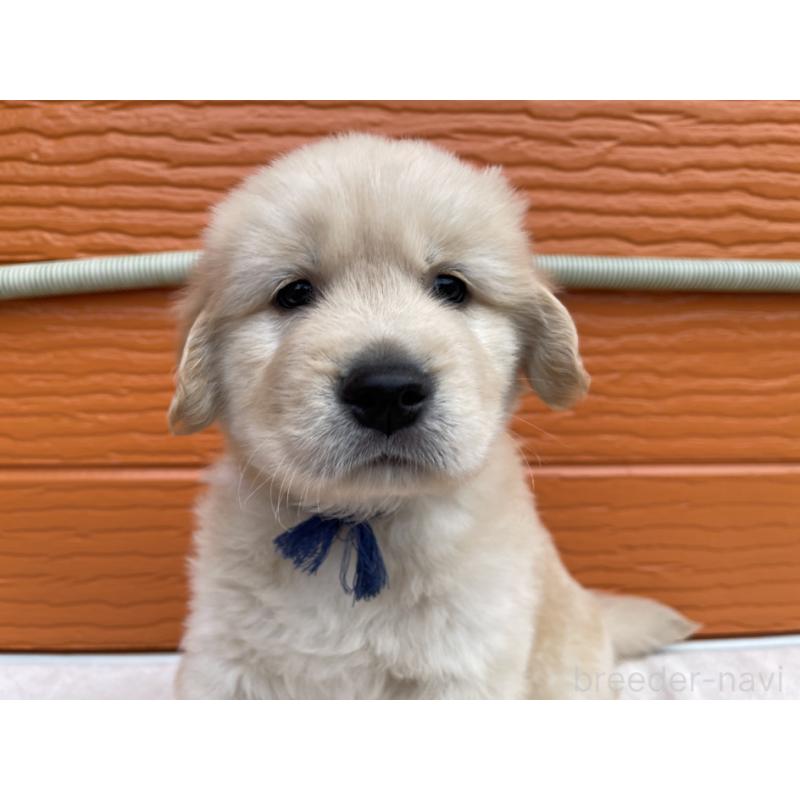 販売中の茨城県のゴールデンレトリーバー-435607の5枚目