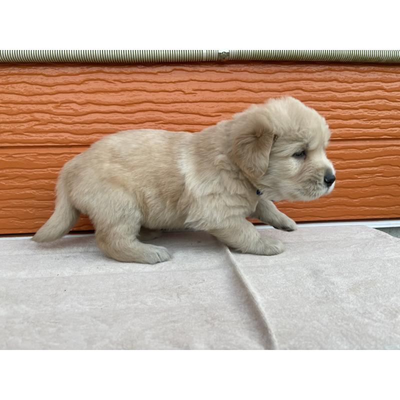 販売中の茨城県のゴールデンレトリーバー-435607の4枚目