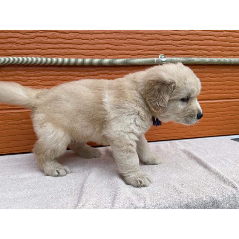 販売中の茨城県のゴールデンレトリーバー-435607の2枚目