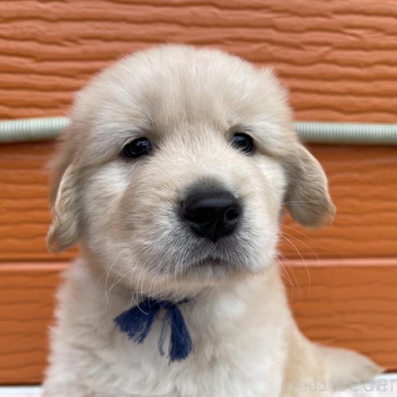 販売中の茨城県のゴールデンレトリーバー-435607