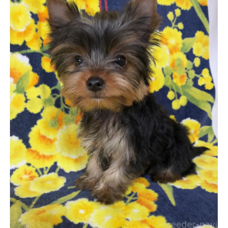 販売中の東京都のヨークシャーテリア-435610の5枚目