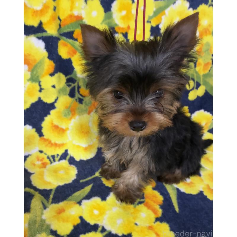 販売中の東京都のヨークシャーテリア-435610の4枚目