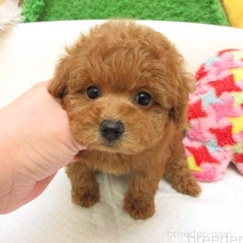販売中の大阪府のトイプードル-435609の1枚目