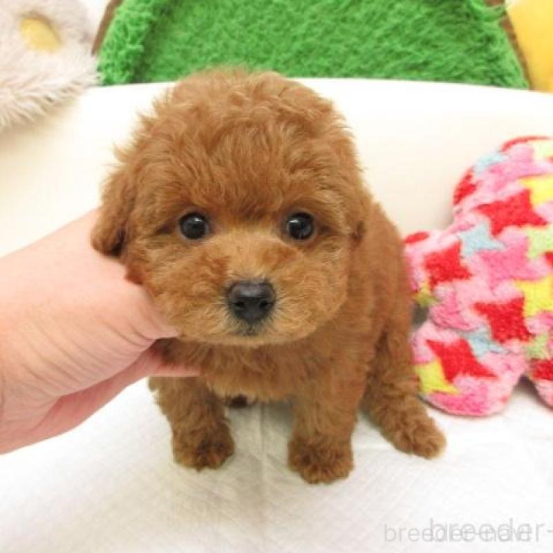 販売中の大阪府のトイプードル-435609の2枚目