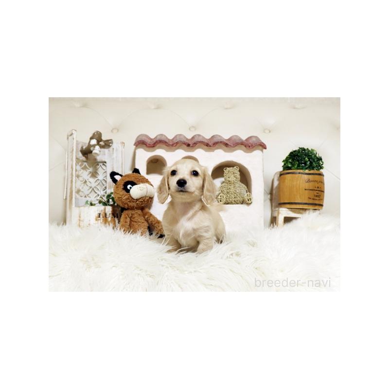 販売中の佐賀県のミニチュアダックスフンド(ロングヘアード)-435611の5枚目