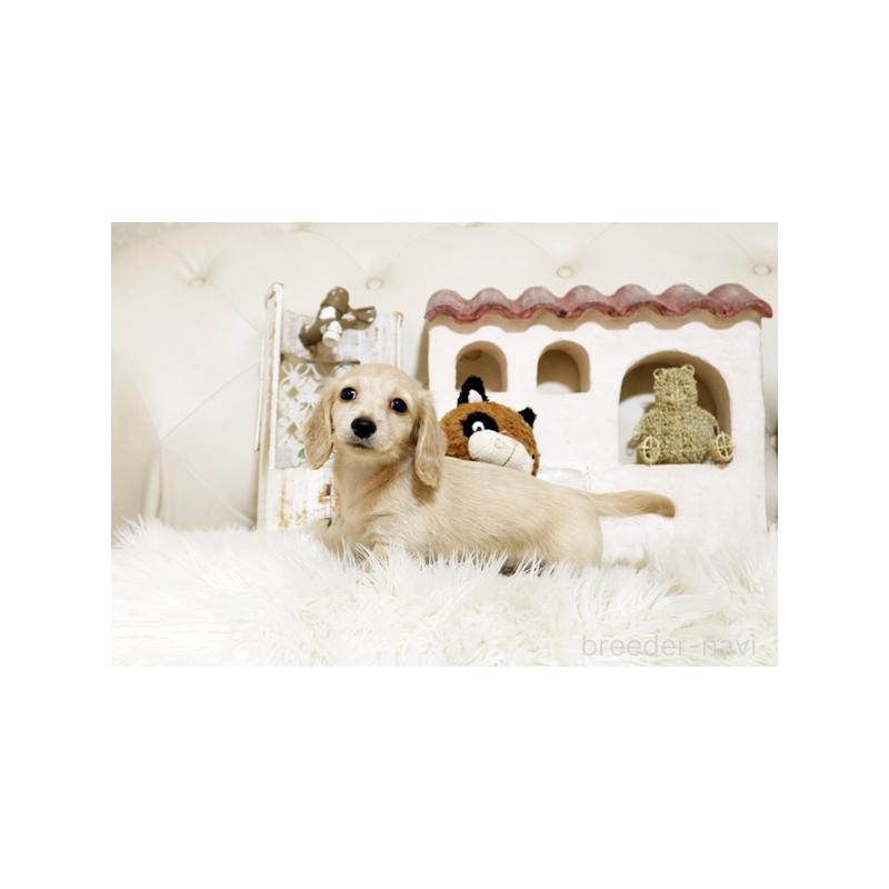 販売中の佐賀県のミニチュアダックスフンド(ロングヘアード)-435611の3枚目