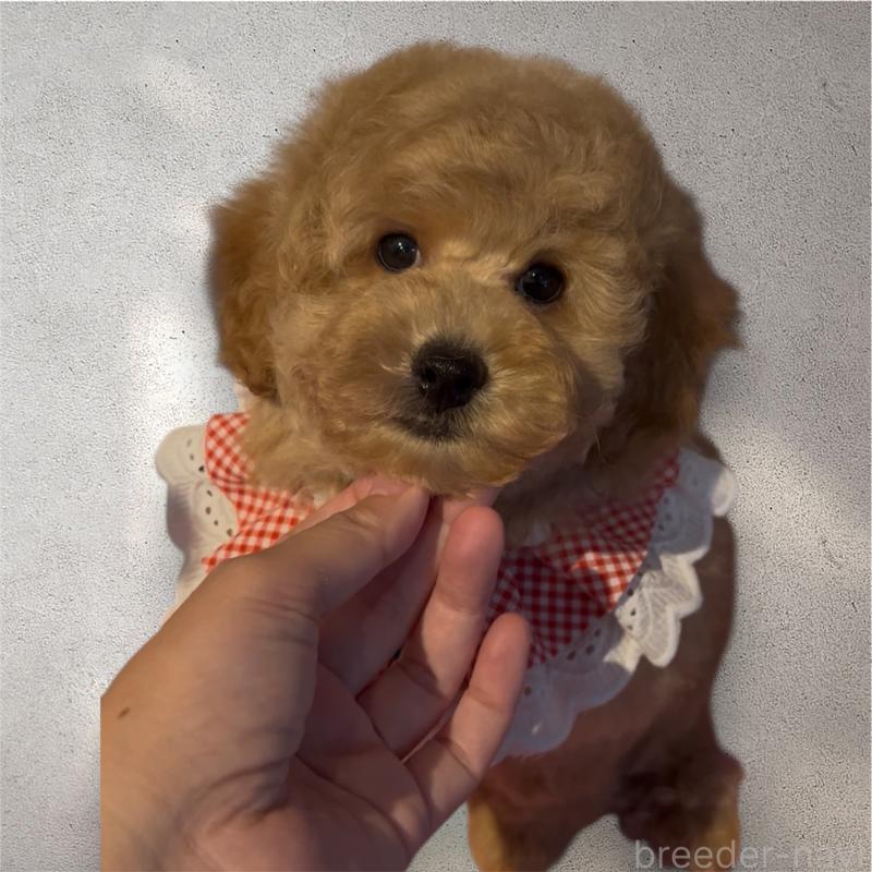 販売中の福岡県のトイプードル-427351の4枚目