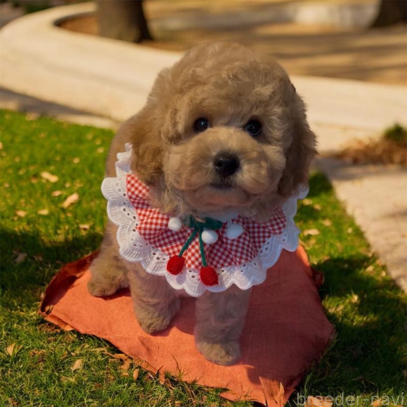 販売中の福岡県のトイプードル-427351の3枚目