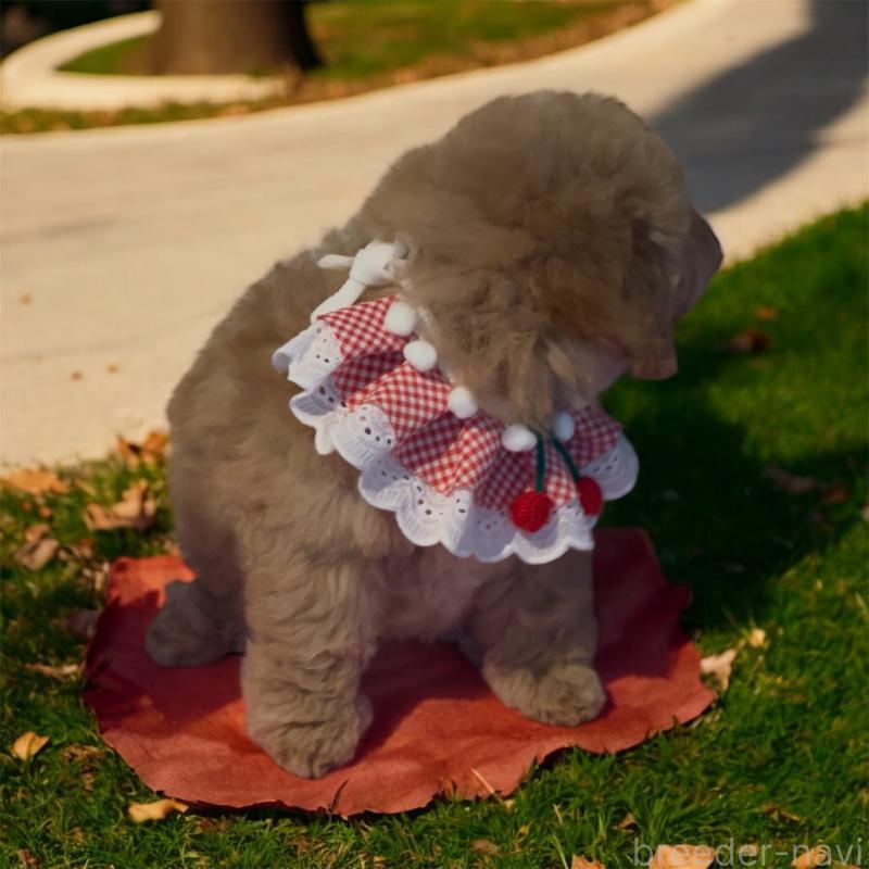 販売中の福岡県のトイプードル-427351の2枚目