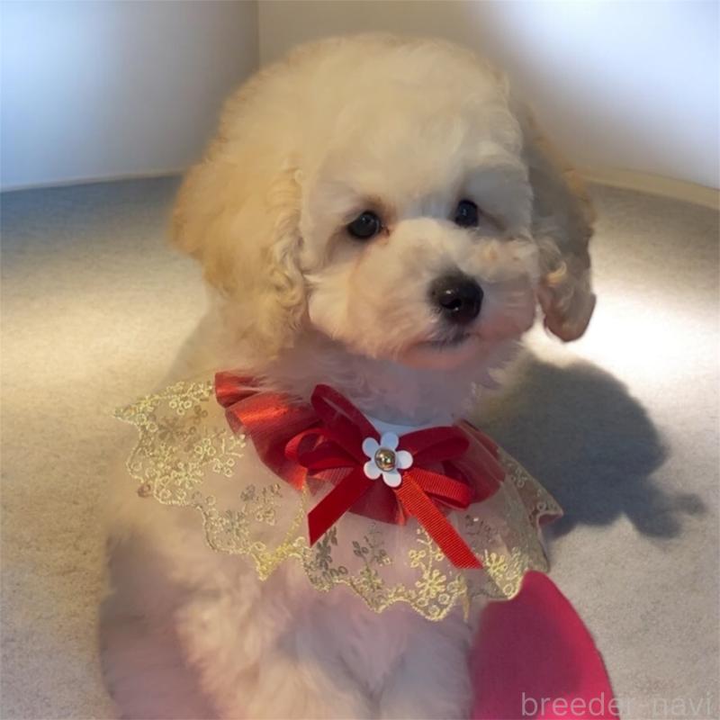 販売中の福岡県のトイプードル-430356の7枚目