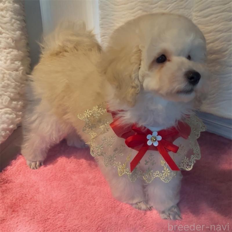 販売中の福岡県のトイプードル-430356の6枚目