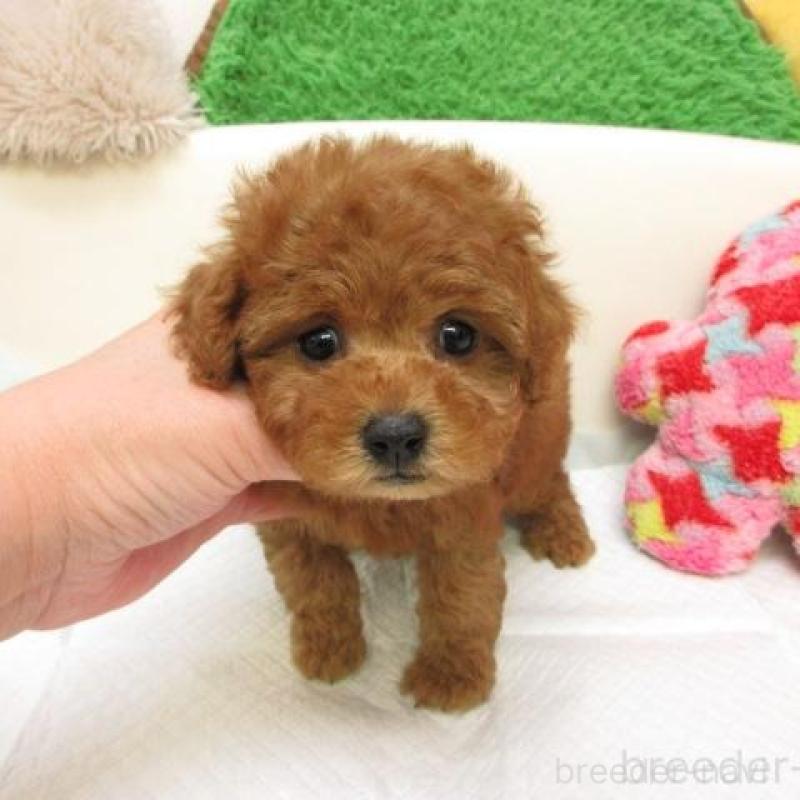 販売中の大阪府のトイプードル-435612