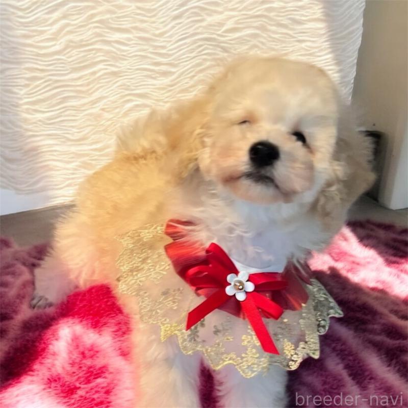 販売中の福岡県のトイプードル-430356の5枚目