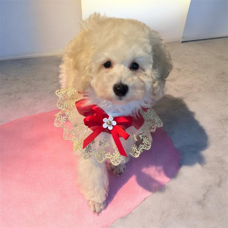 販売中の福岡県のトイプードル-430356の4枚目