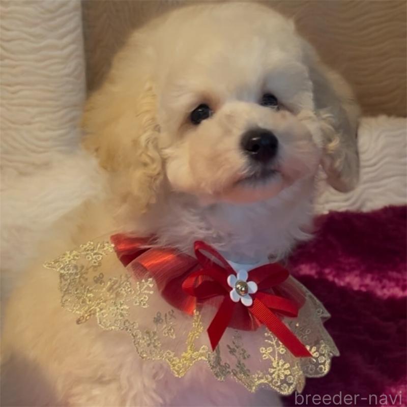 販売中の福岡県のトイプードル-430356の3枚目