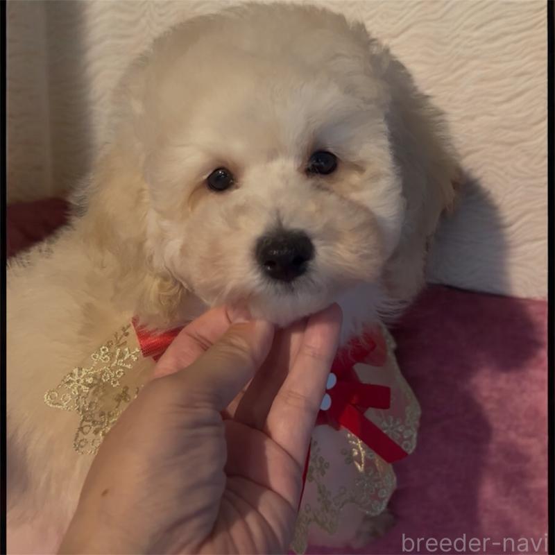 販売中の福岡県のトイプードル-430356の2枚目