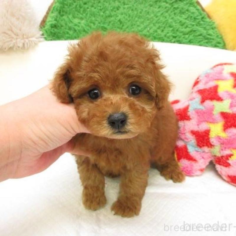 販売中の大阪府のトイプードル-435612の2枚目