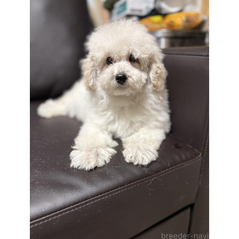 販売中の奈良県のミニチュアプードル-427156の8枚目