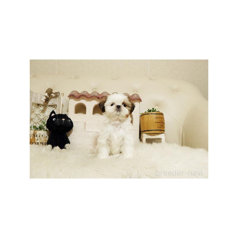 販売中の佐賀県のシーズー-435614の4枚目