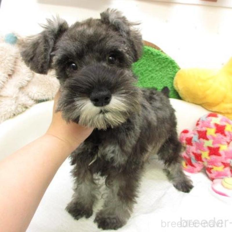 販売中の大阪府のミニチュアシュナウザー-435613の1枚目