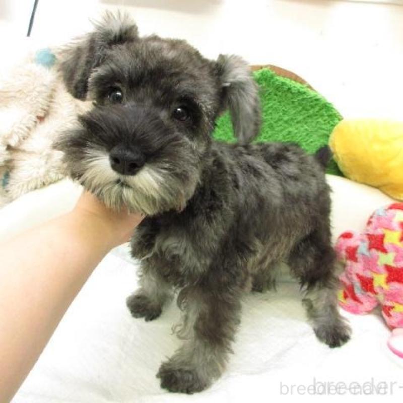 販売中の大阪府のミニチュアシュナウザー-435613の2枚目