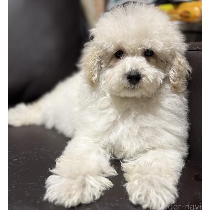 販売中の奈良県のミニチュアプードル-427156の5枚目