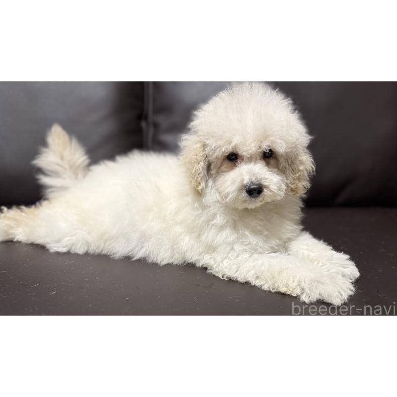 販売中の奈良県のミニチュアプードル-427156の4枚目