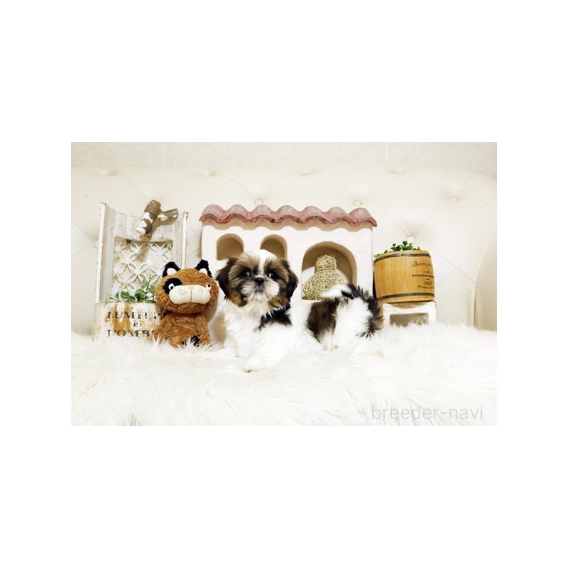 販売中の佐賀県のシーズー-435615の4枚目