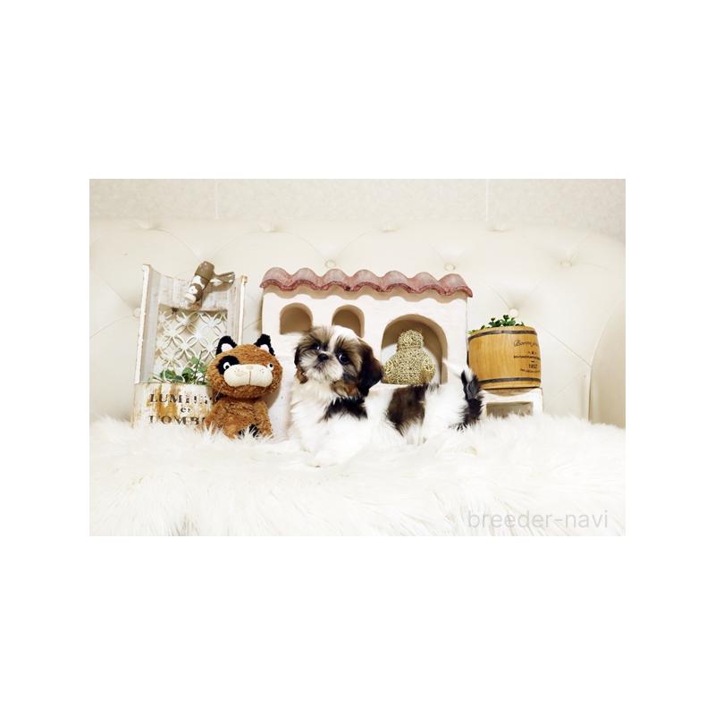 販売中の佐賀県のシーズー-435615の3枚目