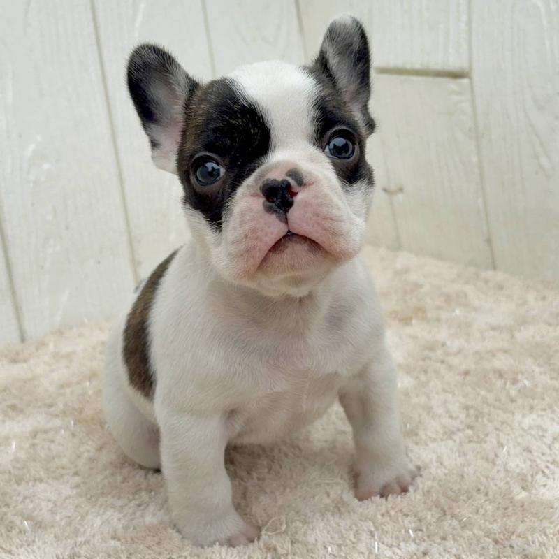 販売中の茨城県のフレンチブルドッグ-427475の6枚目