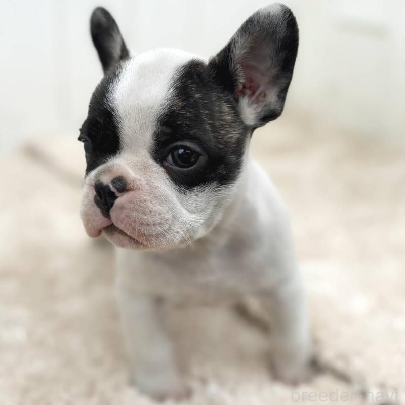 販売中の茨城県のフレンチブルドッグ-427475の5枚目