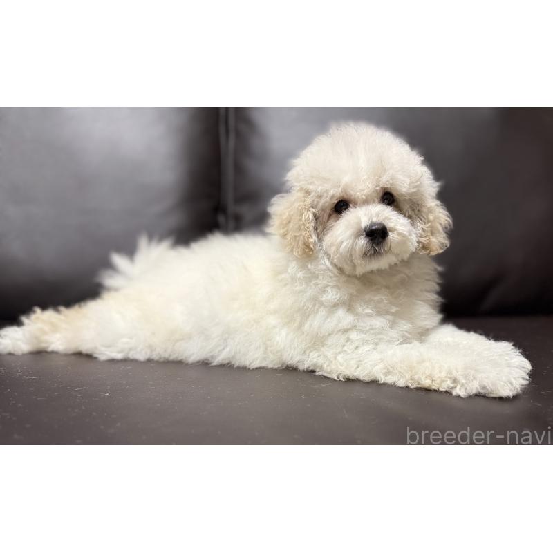 販売中の奈良県のミニチュアプードル-427156の3枚目